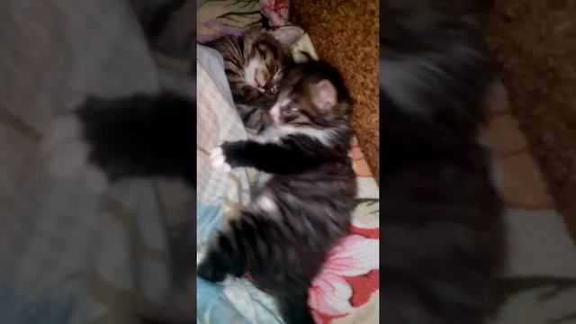 Маленький котик не даёт спать кошечке. Будильник. Сам выспался и не даёт другим спать. Игра котят. смотреть онлайн