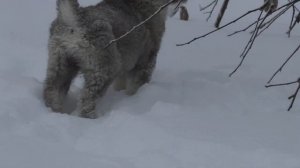 щенки западно-сибирской лайки