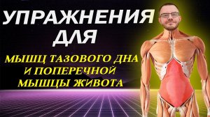 Упражнения Кегеля для мышц тазового дна. Профилактика простатита и геморроя. Поперечная мышца