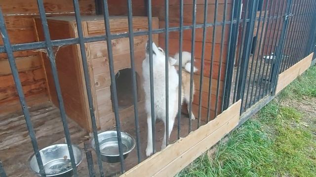 Пять лаек накормить /Щенки спят/ смотреть онлайн