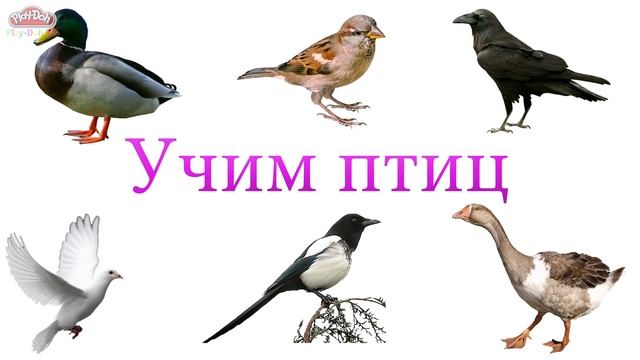 Angry Birds из Play-Doh. Angry Birds. La película. смотреть онлайн