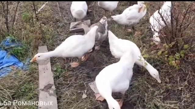 Моим гусятам 2 месяца. смотреть онлайн