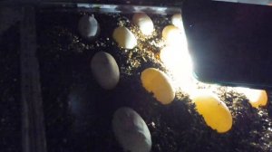 Инкубация яиц бородатой агамы 21/05/2022/ ОПРЕДЕЛЕНИЕ ОПЛОДОТВОРЁННЫХ ЯИЦ / питомник Мари Мистик