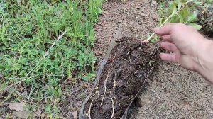 О чудный, горный миндаль!