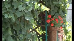 Дачная прелесть от Тамары Кондратьевой