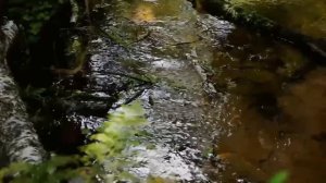 У  родника : Ashot Balayan