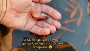 Рыба для маленького прудика часть 3. Fish for a small pond Part 3.