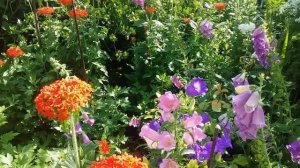 Цветение колокольчиков. Сеем семена колокольчиков.