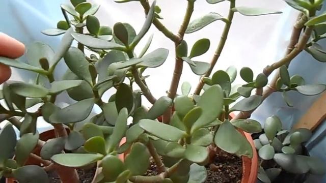 Толстянка - Денежное дерево. Сколько можно не поливать. смотреть онлайн