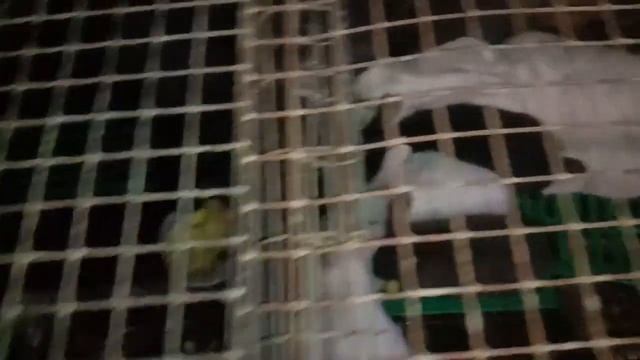 Кролики, картошка и новый житель нашего хозяйства Кузьмич. смотреть онлайн