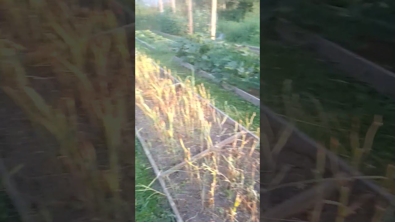 выкосили междурядья #огород #дача #природноеземледелие #деревенскаяжизнь