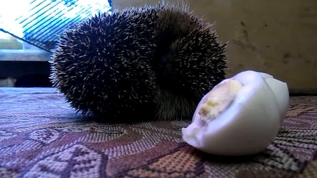 Ёжик проснулся после зимней спячки. 04.05.2018г. смотреть онлайн