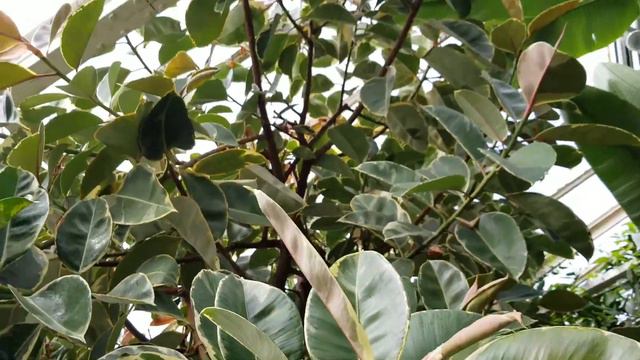 FICUS ELASTICA 'VARIEGATA' INDIA RUBBER TREE - MORACEAE смотреть онлайн