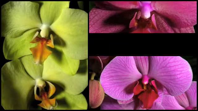 Phalaenopsis Hybrids смотреть онлайн