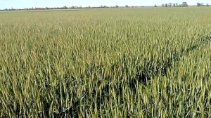 2017 г .Уч № 1 Пшеница сорт   Куяльник