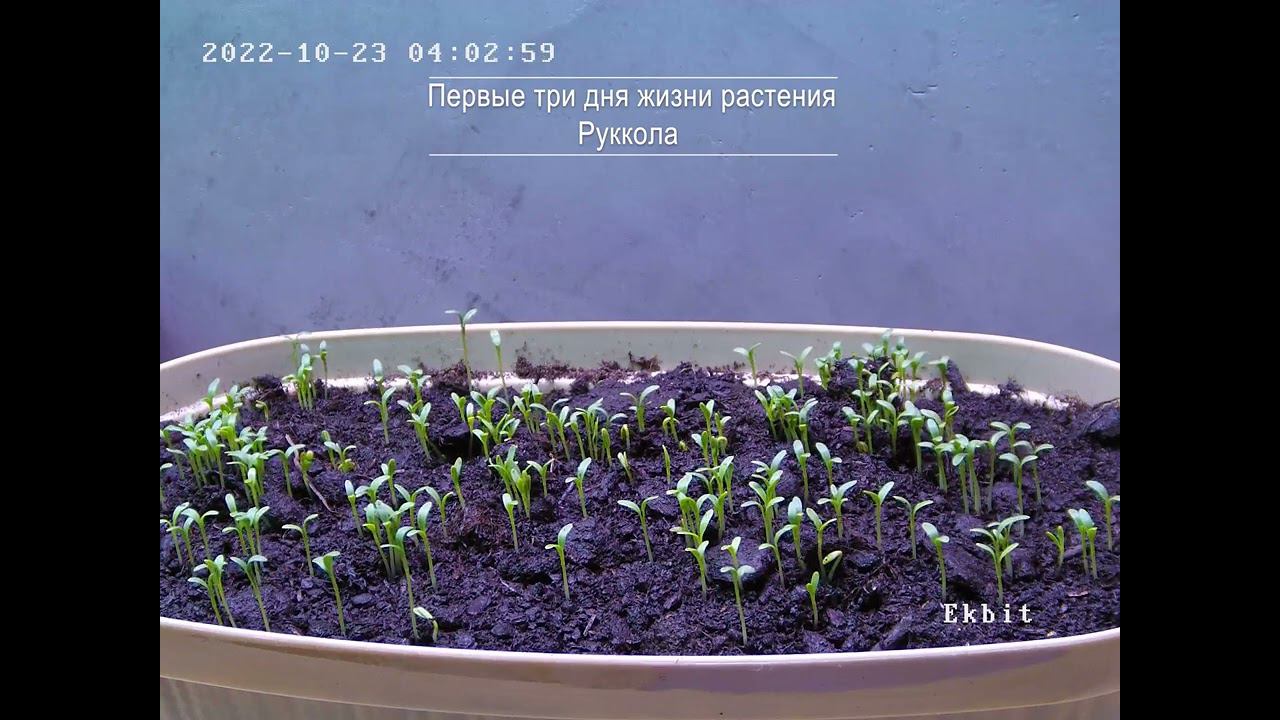Таймлапс: Первые три дня жизни растения. Руккола