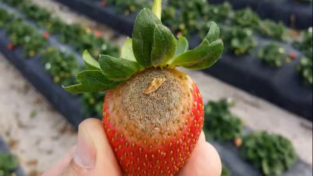 Botrytis смотреть онлайн