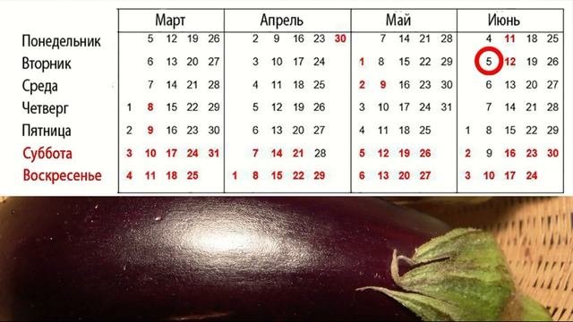 Сроки посева семян овощных культур на рассаду
