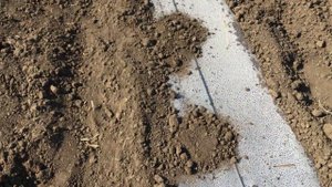 19 июня 2019 г.Посев семян арбуза в мульчу.