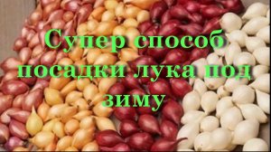 Супер способ посадки лука под зиму