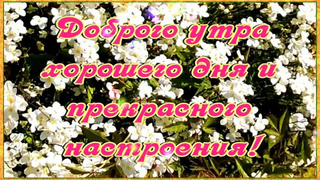 С добрым утром!🌸Доброго утра, хорошего дня и прекрасного настроения! Видео пожелание с Добрым утром