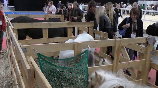 Они похожи на медвежат, эти милые жеребята пони! Отдых после манежа #Иппосфера 2017 конная выставка смотреть онлайн