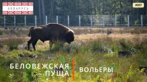 Беловежская Пуща (путешествие по Беларуси, 7)