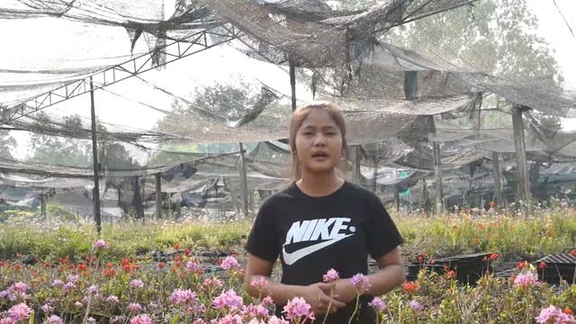 LANNA-VOCATIONAL-COURSES-PROLEM JAM смотреть онлайн