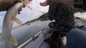 ловля щуки на спиннинг разловил ратлин LUKY CRAFT LV RTO- 250 24.08.20г.