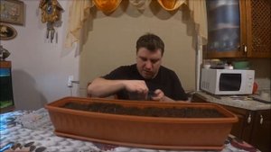 Сеем кедр сибирский, лиственницу, голубую ель, криптомерию и кедр гималайский из семян