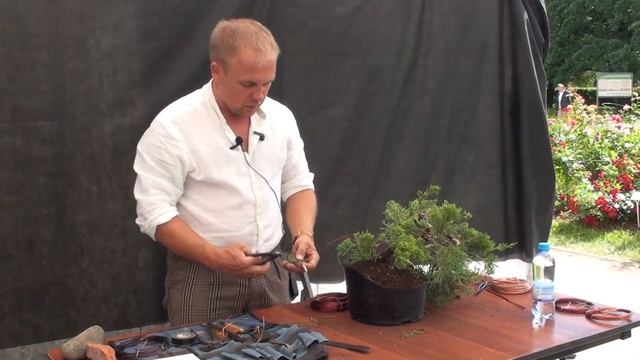 Бонсай из можжевельника: Мастер класс Александра  Пожидаева @Studio.Bonsai
