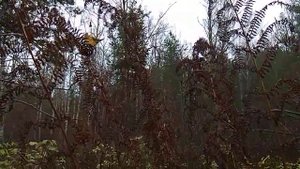 Папоротник ЩИТОВНИК в природе! 16  ОКТЯБРЯ !