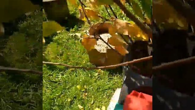 #измельчитель_Bosch_Rapid_2000 и русская женщина смотреть онлайн