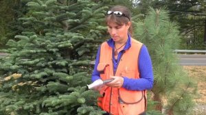 Keying Out Abies procera, Pinaceae (noble fir)