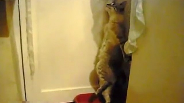 Очень стеснительный кот