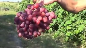 Виноград Рубиновый Юбилей