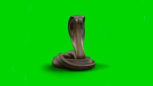 Real Cobra Chromakey Green Screen Effect Кобра хромакей