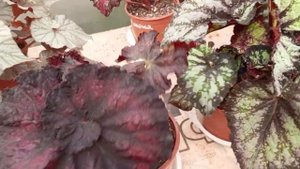 Обзор  лиственно декоративных бегоний!