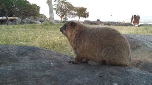 Скалистые даманы на берегу Галилейского моря