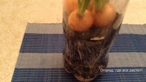 266. Зелёный лук в бутылке.