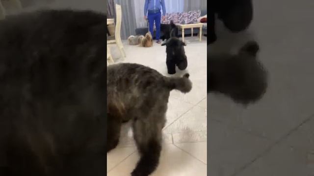 Щенки Фландрский Бувье, питомник "Ловед Хобби"