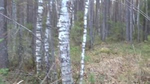 Охота на куницу капканами сезон 2023-24г/ПЕРВАЯ ПРОВЕРКА КАПКАНОВ В ЭТОМ СЕЗОНЕ.