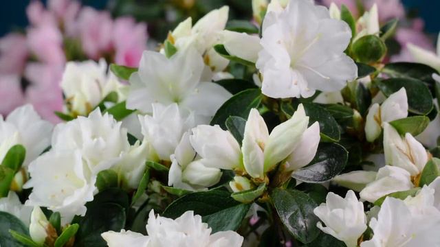 Расслабляющая музыка лечит болезни сердца и сосудов🌸Нежная музыка успокаивает нервную систему R смотреть онлайн