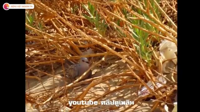 Арабские юноши приносят рыболовные сети в пустыню, чтобы охотиться на этот материал смотреть онлайн