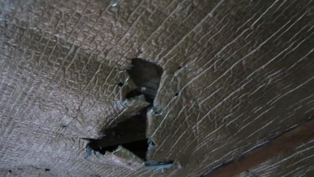 Харьков, Харьковская область, ловим мышей вместе с кошками смотреть онлайн