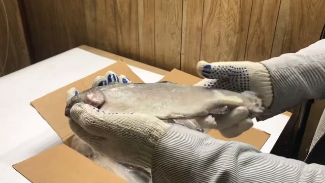 Форель радужная Турция смотреть онлайн