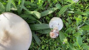 Agaricus arvensis, May 17, 2023