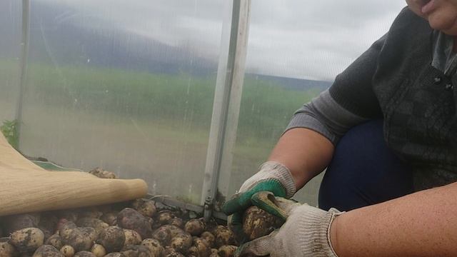 ПЕРЕБИРАЮ🥔🥔🥔