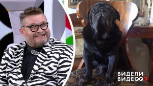 Один дома: мопс Александра Васильева. Видели видео? Фрагмент выпуска от 25.08.2019