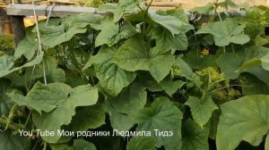 Почему зольно- дрожжевые подкормки полезны для огурцов